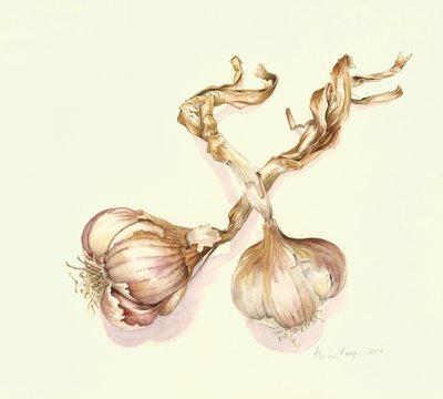 Garlic Bulbs, 2005 by Alison Cooper